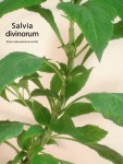 Wallpaper Salvia divinorum